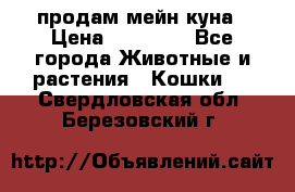 продам мейн куна › Цена ­ 15 000 - Все города Животные и растения » Кошки   . Свердловская обл.,Березовский г.